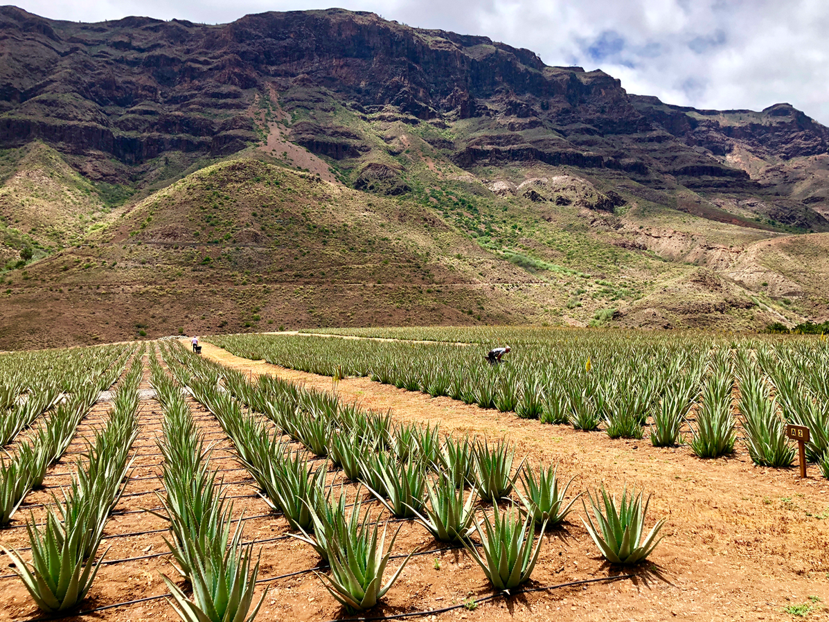 aloe vera plantage